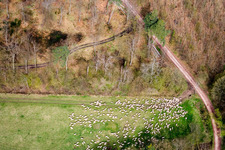 Vue aérienne de Structures d'herbe d'un pâturage avec un troupeau de moutons à Kandel dans le département Rhénanie-Palatinat, Allemagne