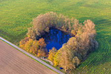 Vue aérienne de Petit étang de pêche entouré de peupliers dans les prairies du Rhin à Leimersheim dans le département Rhénanie-Palatinat, Allemagne