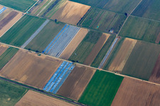 Vue aérienne de Plantation fruitière et champs dans la vallée de Tiefen à le quartier Mühlhofen in Billigheim-Ingenheim dans le département Rhénanie-Palatinat, Allemagne