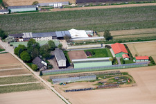 Vue aérienne de Ferme fruitière Zapf à Kandel dans le département Rhénanie-Palatinat, Allemagne