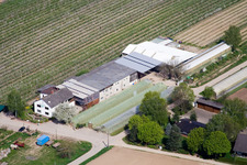 Vue aérienne de Ferme fruitière et maraîchère Zapf à Kandel dans le département Rhénanie-Palatinat, Allemagne