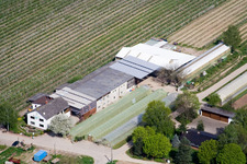 Vue oblique de Ferme fruitière Zapf à Kandel dans le département Rhénanie-Palatinat, Allemagne