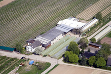 Ferme fruitière Zapf à Kandel dans le département Rhénanie-Palatinat, Allemagne d'en haut
