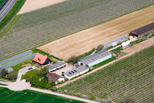 Ferme fruitière Zapf à Kandel dans le département Rhénanie-Palatinat, Allemagne hors des airs