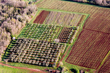 Vue aérienne de Rangées d'arbres d'une plantation de fruits et légumes en fleurs dans un champ au printemps à Funtana en Istarska zupanija à Poreč dans le département Gespanschaft Istrien, Croatie