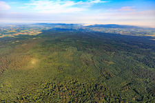 Vue aérienne de Le Bienwald, la plus grande zone forestière contiguë de la plaine du Rhin à le quartier Schaidt in Wörth am Rhein dans le département Rhénanie-Palatinat, Allemagne
