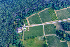 Vue oblique de Domaine viticole Odinstal à Wachenheim an der Weinstraße dans le département Rhénanie-Palatinat, Allemagne