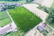 Vue oblique de Labyrinthe - labyrinthe dans un champ de maïs du Seehof à Steinweiler dans le département Rhénanie-Palatinat, Allemagne