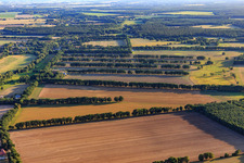 Vue aérienne de Rangée de champs avec rangées d'arbres pour la protection contre le vent à le quartier Lüttenmark in Greven dans le département Mecklembourg-Poméranie occidentale, Allemagne