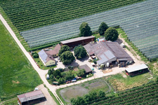 Vue oblique de Ferme d'asperges et de fruits de Gensheimer à Lindenhof à Steinweiler dans le département Rhénanie-Palatinat, Allemagne