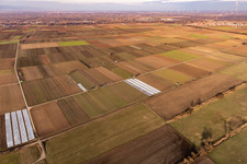 Vue aérienne de Billigheim-Ingenheim dans le département Rhénanie-Palatinat, Allemagne