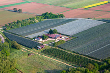 Vue aérienne de Ferme de fruits et de spagels de Gensheimer à Steinweiler dans le département Rhénanie-Palatinat, Allemagne