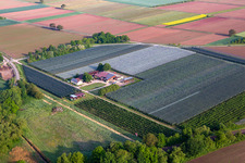 Vue aérienne de Ferme de fruits et de spagels de Gensheimer à Steinweiler dans le département Rhénanie-Palatinat, Allemagne