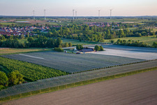 Ferme de fruits et de spagels de Gensheimer à Steinweiler dans le département Rhénanie-Palatinat, Allemagne hors des airs