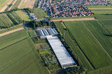 Vue aérienne de Fleurs de berger à le quartier Mechtersheim in Römerberg dans le département Rhénanie-Palatinat, Allemagne