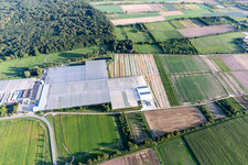 Photographie aérienne de Rudolf Sinn Young Plants GmbH à Lustadt dans le département Rhénanie-Palatinat, Allemagne