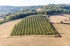 Vue aérienne de Plantation de mirabelles à Vigneulles dans le département Meurthe et Moselle, France
