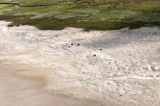 Vue oblique de Bétail dans les dunes sur la plage de sable à Fanø dans le département Syddanmark, Danemark