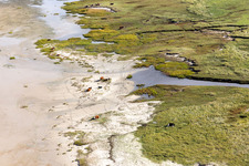 Bétail dans les dunes sur la plage de sable à Fanø dans le département Syddanmark, Danemark hors des airs