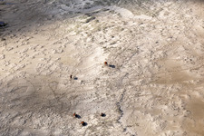 Image drone de Bétail dans les dunes sur la plage de sable à Fanø dans le département Syddanmark, Danemark