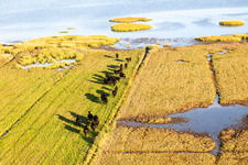 Vue aérienne de Pâturage sur la côte de la mer du Nord avec troupeau de bovins Angus à Fanø à Fanø dans le département Syddanmark, Danemark