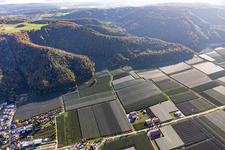 Vue aérienne de Vergers de pommiers en Bodman à le quartier Bodman in Bodman-Ludwigshafen dans le département Bade-Wurtemberg, Allemagne