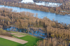 Vue aérienne de Inondations dans les plaines inondables du Rhin à Neupotz dans le département Rhénanie-Palatinat, Allemagne