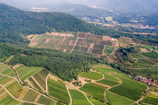 Vue aérienne de Vignoble Keschdebusch (Kastanienbusch) à Birkweiler dans le département Rhénanie-Palatinat, Allemagne