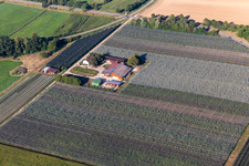 Vue aérienne de Asperges et Obsthof Gensheimer à Steinweiler dans le département Rhénanie-Palatinat, Allemagne