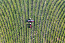 Vue aérienne de Récolte de légumes à Kandel dans le département Rhénanie-Palatinat, Allemagne