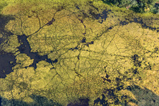 Vue aérienne de Lentilles d'eau sur la marque du poisson à Leimersheim dans le département Rhénanie-Palatinat, Allemagne