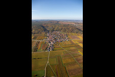 Vue aérienne de Vignobles décolorés d'automne dans la plaine du Rhin, en bordure du Haardt à le quartier Bobenheim in Bobenheim am Berg dans le département Rhénanie-Palatinat, Allemagne