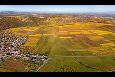 Vue aérienne de Vignobles décolorés automnaux entre Kleinkarlbach et Bobenheim am Berg à le quartier Bobenheim in Bobenheim am Berg dans le département Rhénanie-Palatinat, Allemagne