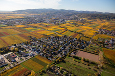 Vue aérienne de Vignobles aux couleurs d'automne en Ungstein à le quartier Ungstein in Bad Dürkheim dans le département Rhénanie-Palatinat, Allemagne