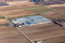 Vue aérienne de Surfaces de verrière dans les rangées de serres pour la culture de légumes chez Gerhardt GmbH en Ruchheim à le quartier Ruchheim in Ludwigshafen am Rhein dans le département Rhénanie-Palatinat, Allemagne