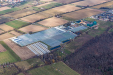 Vue aérienne de Rudolf Sinn Young Plants GmbH à le quartier Niederlustadt in Lustadt dans le département Rhénanie-Palatinat, Allemagne