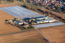 Vue aérienne de Films sur les légumes dans les champs de culture de légumes dans la région du Grafenland à Freisbach dans le département Rhénanie-Palatinat, Allemagne