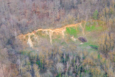 Vue aérienne de Lisière de la forêt à le quartier Ingenheim in Billigheim-Ingenheim dans le département Rhénanie-Palatinat, Allemagne