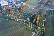 Vue aérienne de La lisière du village avec des arbres fruitiers en fleurs au printemps entoure la zone d'habitation du village à Göcklingen dans le département Rhénanie-Palatinat, Allemagne