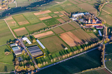 Vue aérienne de Complexe immobilier de l'Institut Julius Kühn Rebforschungsanstalt Geilweilerhof avec des amandiers en fleurs à Siebeldingen dans le département Rhénanie-Palatinat, Allemagne