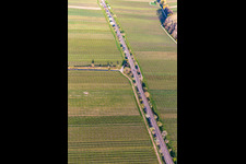 Vue aérienne de Rangée d'arbres sur la Villastrasse avec fleurs d'amandiers à Edenkoben dans le département Rhénanie-Palatinat, Allemagne