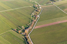 Vue aérienne de Vignobles en fleurs d'amandiers à le quartier SaintMartin in Sankt Martin dans le département Rhénanie-Palatinat, Allemagne