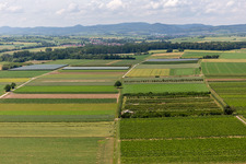 Vue aérienne de Verger Eier-Meier à le quartier Mühlhofen in Billigheim-Ingenheim dans le département Rhénanie-Palatinat, Allemagne