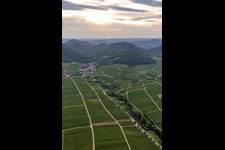 Vue aérienne de Vignoble et paysage viticole des terroirs viticoles à Leinsweiler dans le département Rhénanie-Palatinat, Allemagne