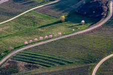 Vue aérienne de Fleur d'amandier sur la route des vins du sud à Klingenmünster à Klingenmünster dans le département Rhénanie-Palatinat, Allemagne