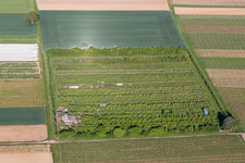 Photographie aérienne de Billigheim-Ingenheim dans le département Rhénanie-Palatinat, Allemagne