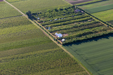 Vue aérienne de Verger à le quartier Mühlhofen in Billigheim-Ingenheim dans le département Rhénanie-Palatinat, Allemagne