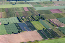 Vue aérienne de Verger à le quartier Mühlhofen in Billigheim-Ingenheim dans le département Rhénanie-Palatinat, Allemagne