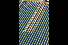Vue aérienne de Récolte des asperges à le quartier Mühlhofen in Billigheim-Ingenheim dans le département Rhénanie-Palatinat, Allemagne