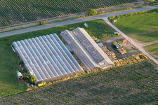 Vue aérienne de Serres à le quartier Niederlustadt in Lustadt dans le département Rhénanie-Palatinat, Allemagne
